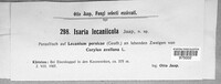 Isaria lecaniicola image